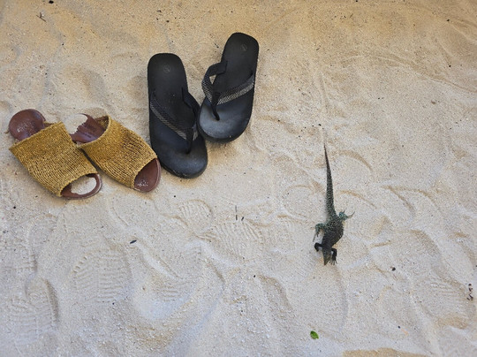 Scilly Cay-Island Harbour必去景点