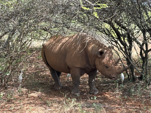 Caracal Tours & Safaris-莫西必去景点