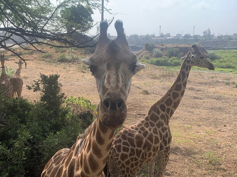 Haller Park-蒙巴萨必去景点