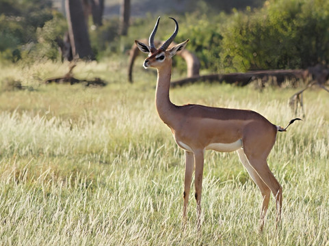 Samburu National Reserve-内罗毕必去景点