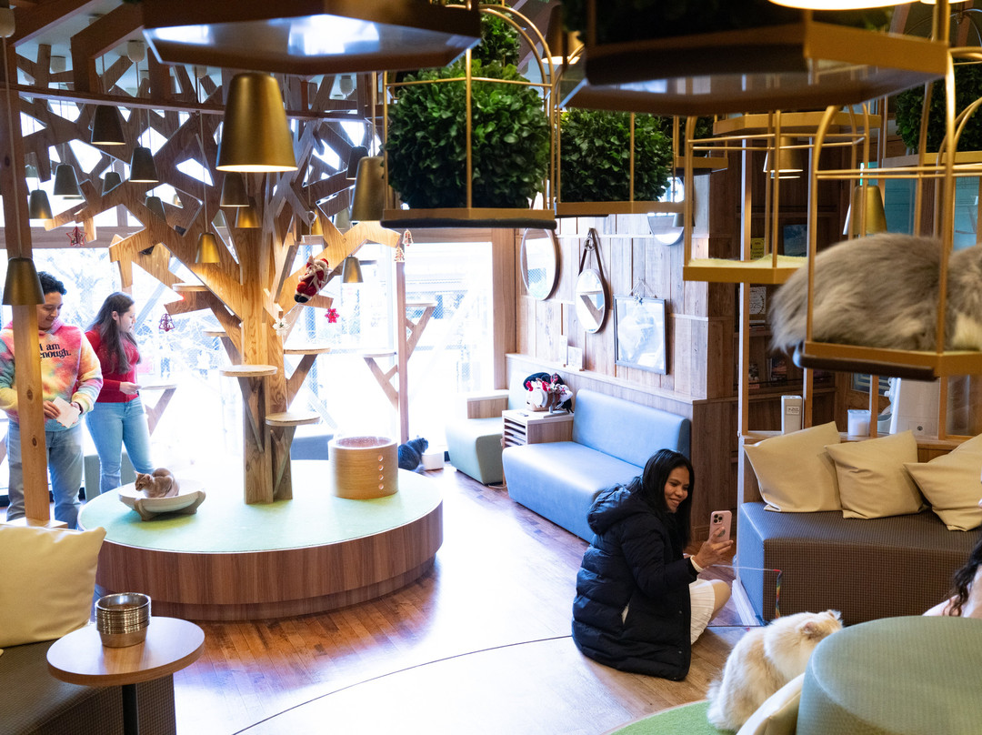 Cat Cafe MOCHA Akihabara-千代田区必去景点