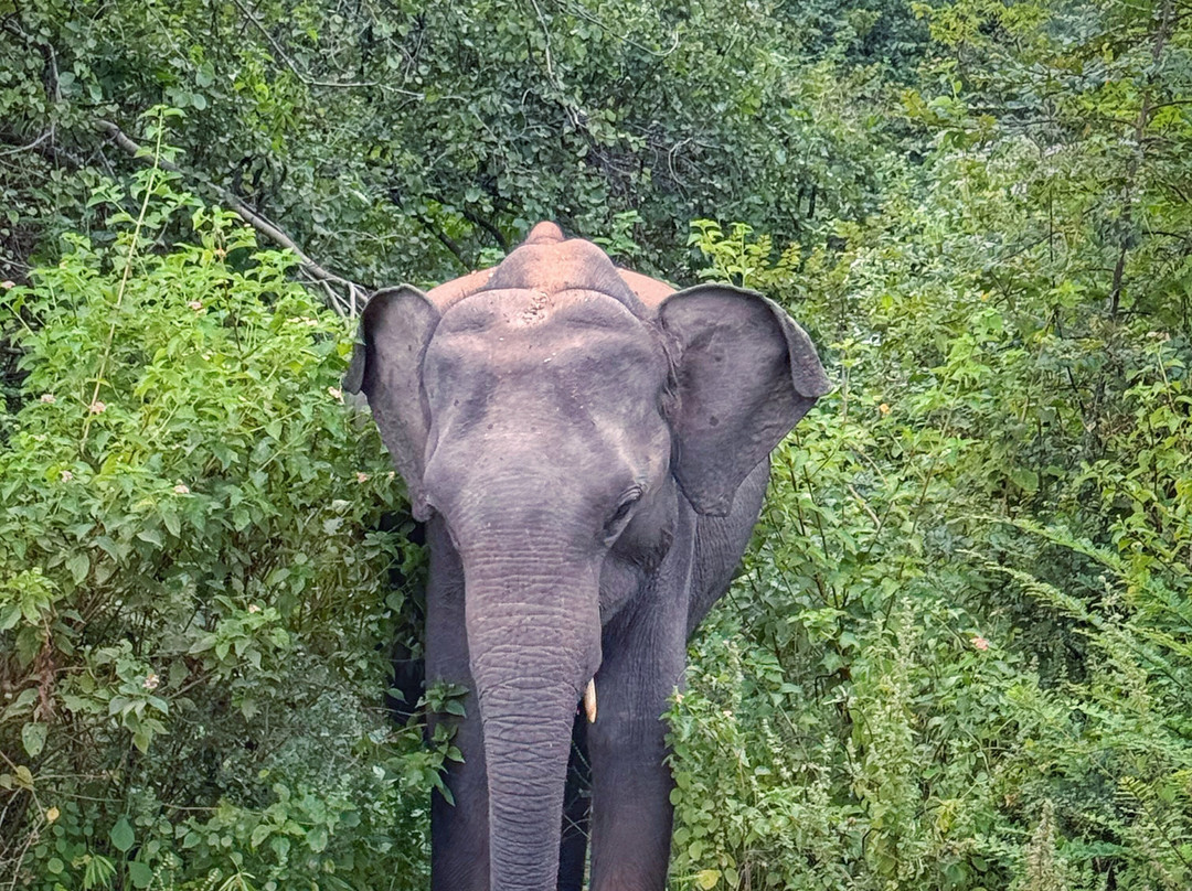 Wilderness Safari Udawalawe-乌达瓦拉瓦必去景点