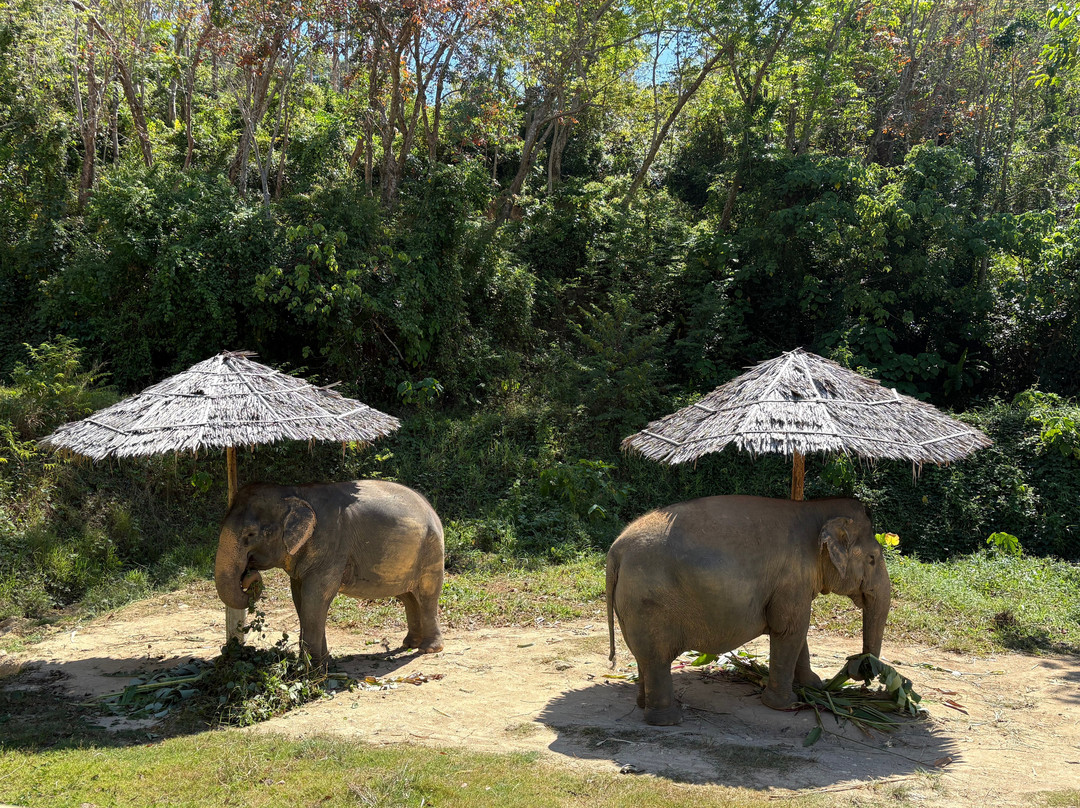 Hidden Forest Elephant Reserve-查龙必去景点
