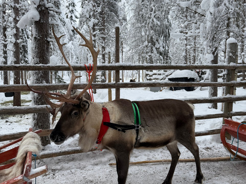 Lapland Safaris Yllas-Akaslompolo必去景点