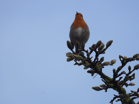 Bicton Park Botanical Gardens-Bicton必去景点