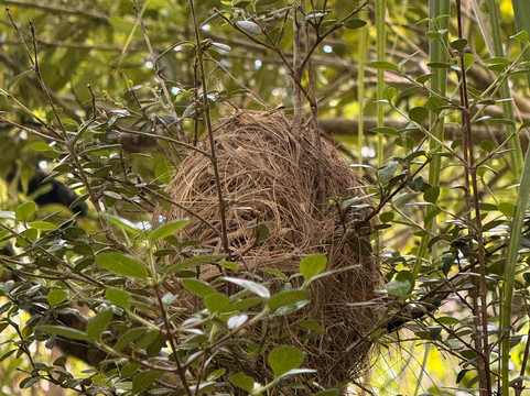 Mauritian Wildlife Foundation (MWF)-Vacoas必去景点