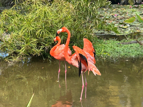 The Wonder Gardens-博尼塔斯普林斯必去景点