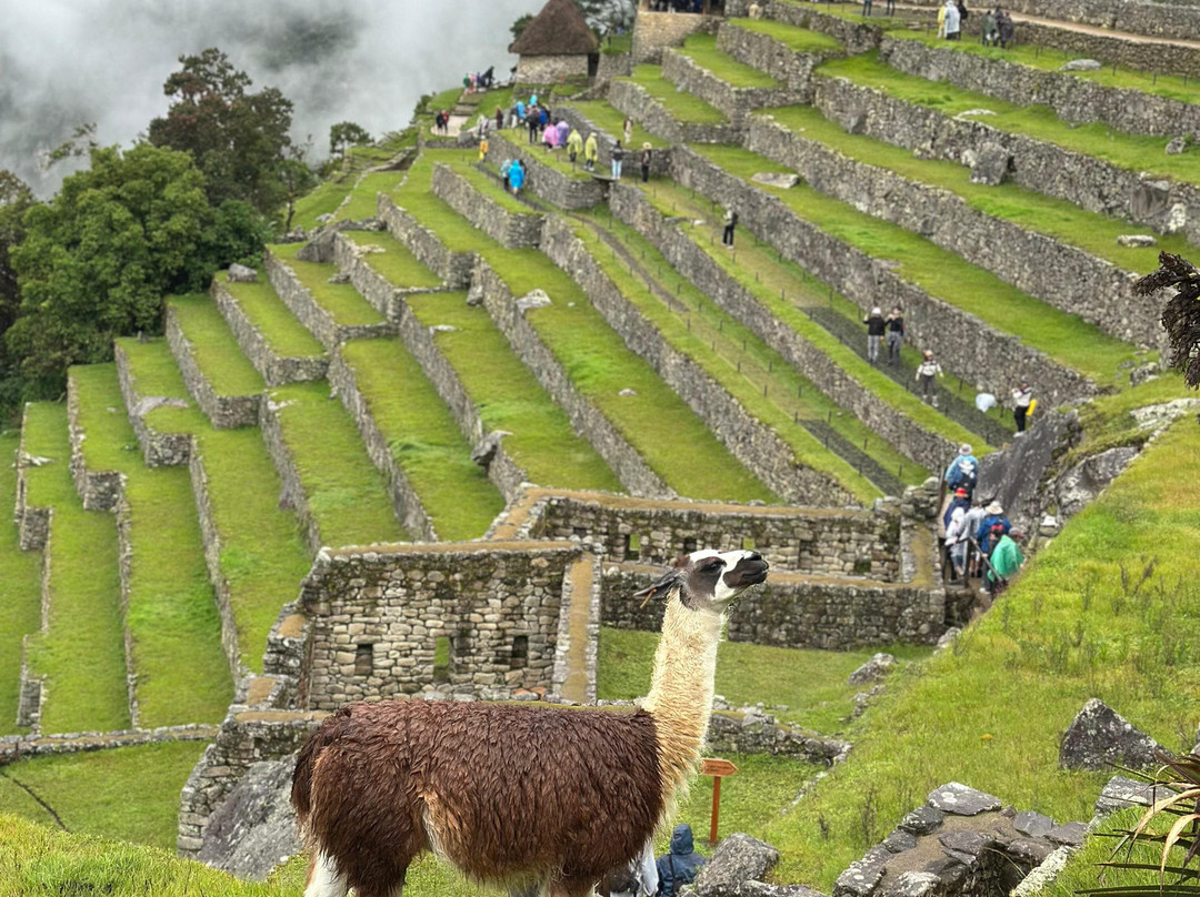Andino Peru Tours-库斯科必去景点
