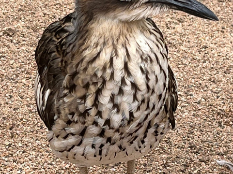 Billabong Sanctuary-汤斯维尔必去景点