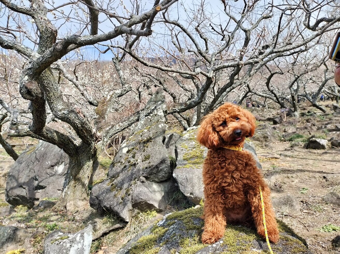 Mt. Tsukuba Ume Blossom Matsuri-筑波市必去景点