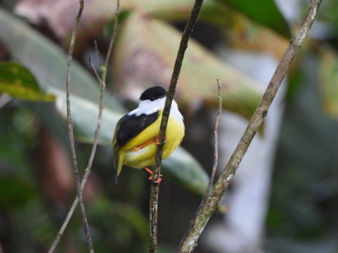 Bijagua Rainforest - Tours-Bijagua de Upala必去景点