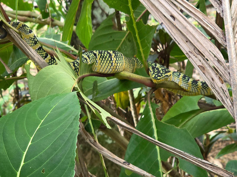 Sumatra Tour Adventures-武吉拉旺必去景点