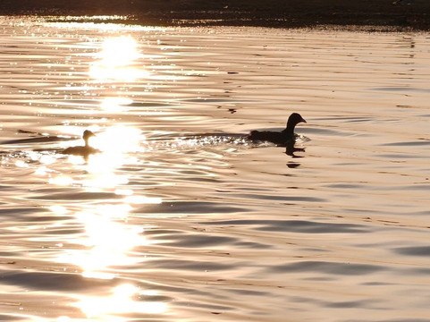 Bhigwan Bird Sanctuary-Baramati必去景点