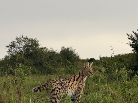 African Savannah Holidays-内罗毕必去景点