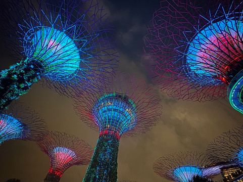 擎天树丛-新加坡必去景点