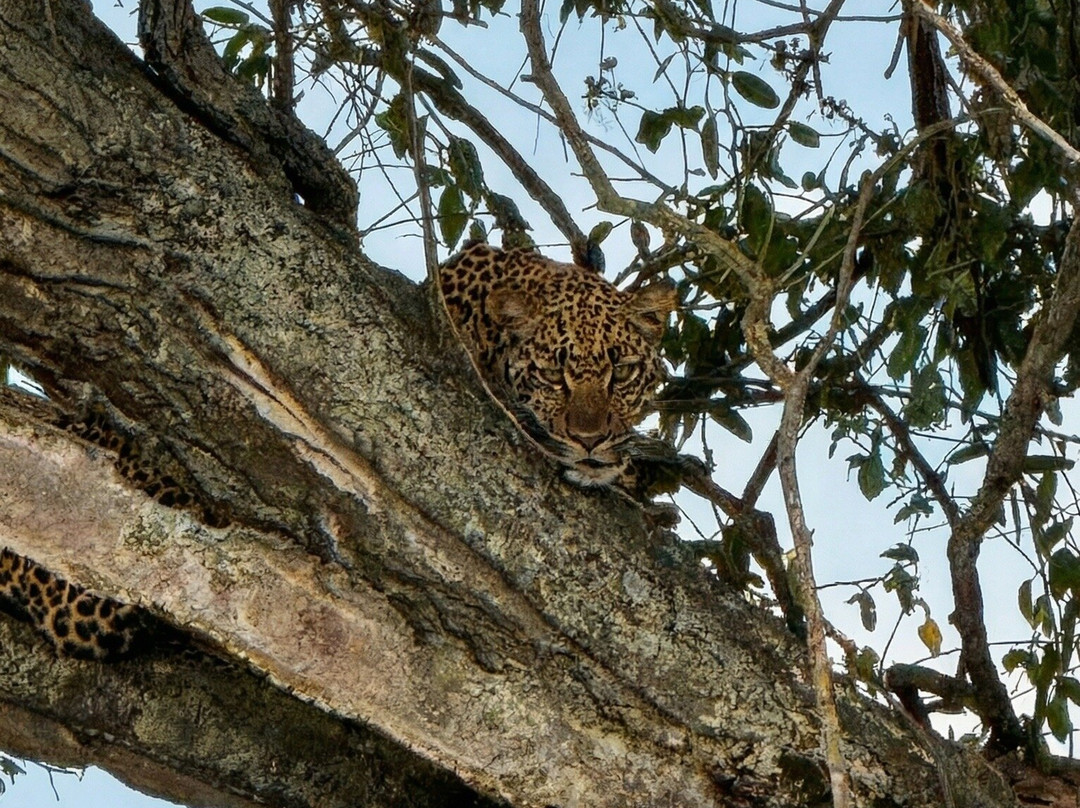 Kubwa Five Safaris-坎帕拉必去景点