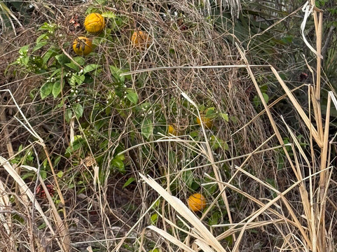 Merritt Island National Wildlife Refuge-Merritt Island必去景点