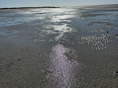 Pure Baja Travels-San Ignacio必去景点