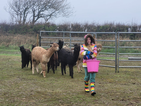 Sweet Home Alpaca-Roch必去景点