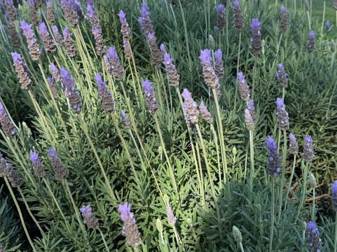 Kalopa Fields Farmstead-霍诺卡阿必去景点