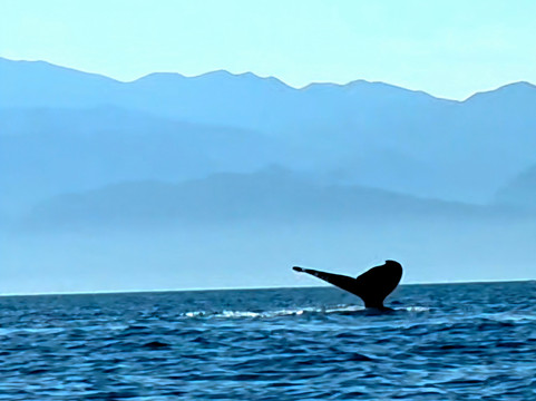 Ocean Friendly Whale Watching Tours-瓦拉塔港必去景点