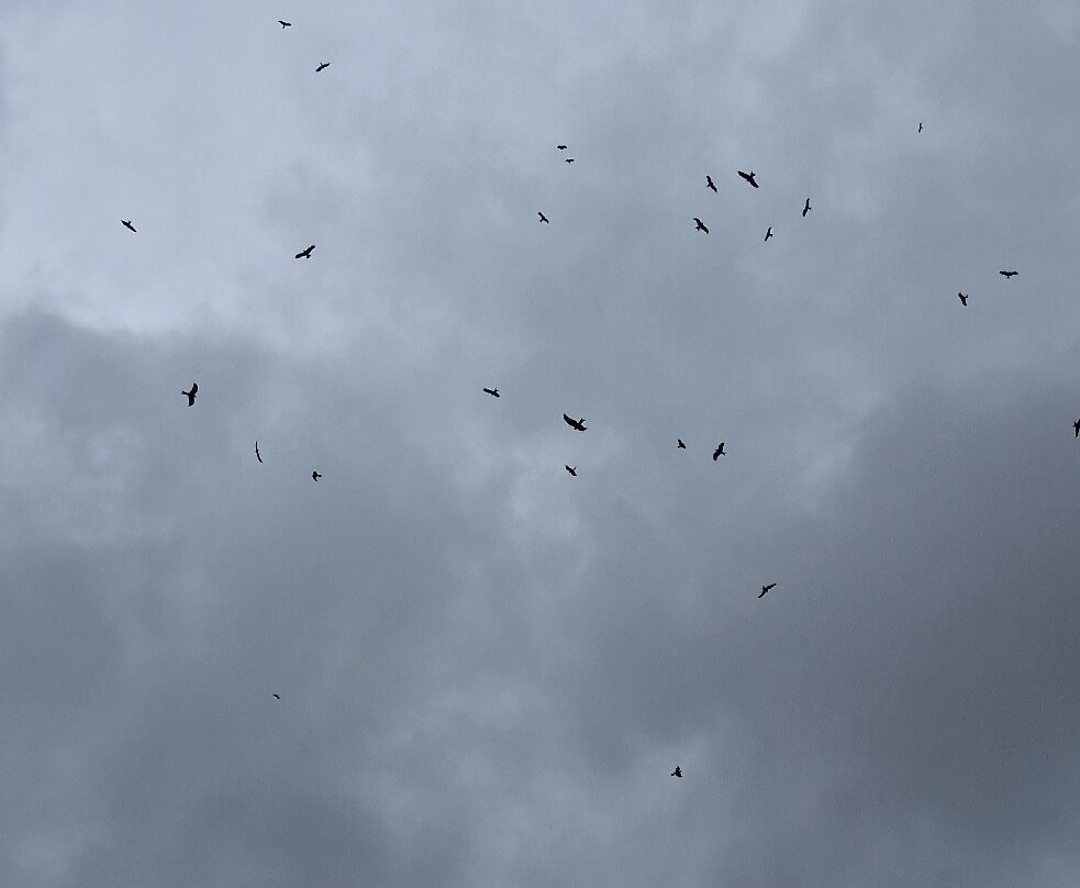 Bellymack Hill Farm - Kite Feeding Station-Laurieston必去景点