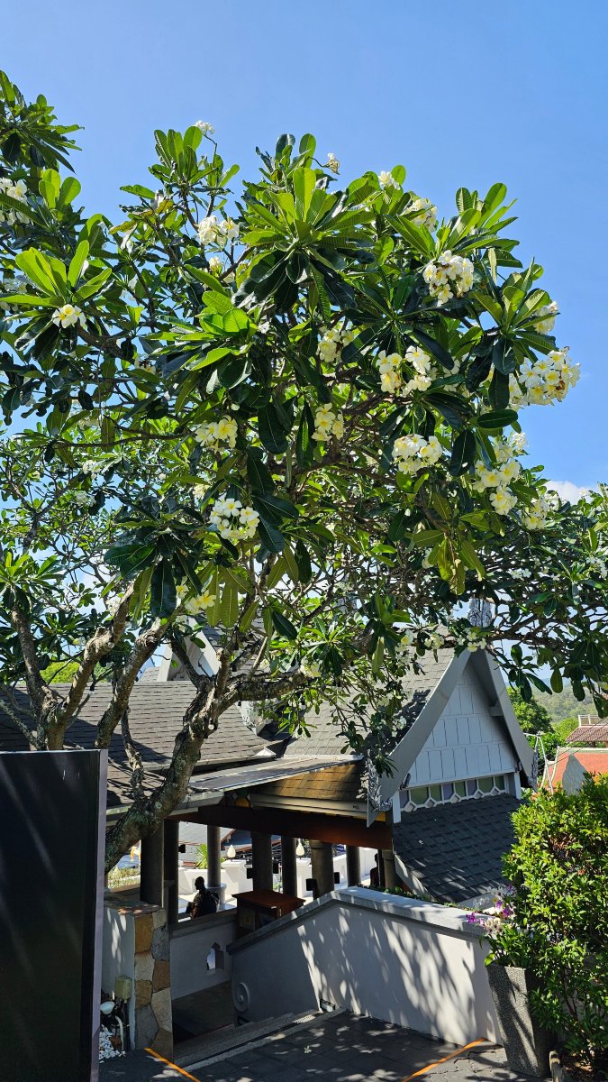 普吉岛兰草度假酒店-官方