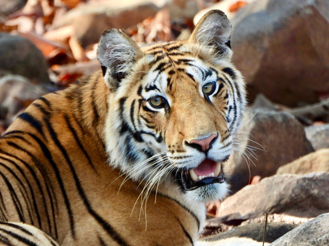 Panna National Park Safari-Madla必去景点