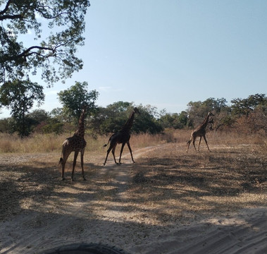 Fathala Wildlife Reserve-Dassilame Ba必去景点