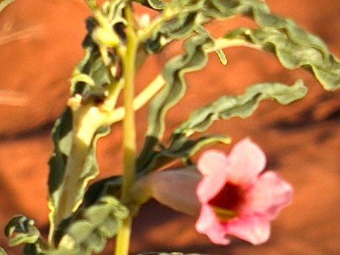 Tok Tokkie Hiking Trails-NamibRand Nature Reserve必去景点