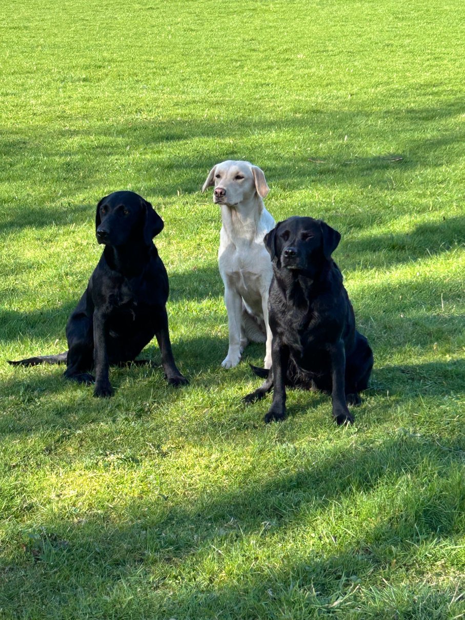 卡舍尔宫酒店-官方