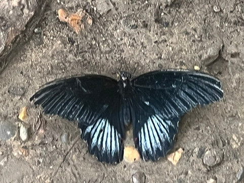 The London Butterfly Gardens-贝克斯利希斯必去景点