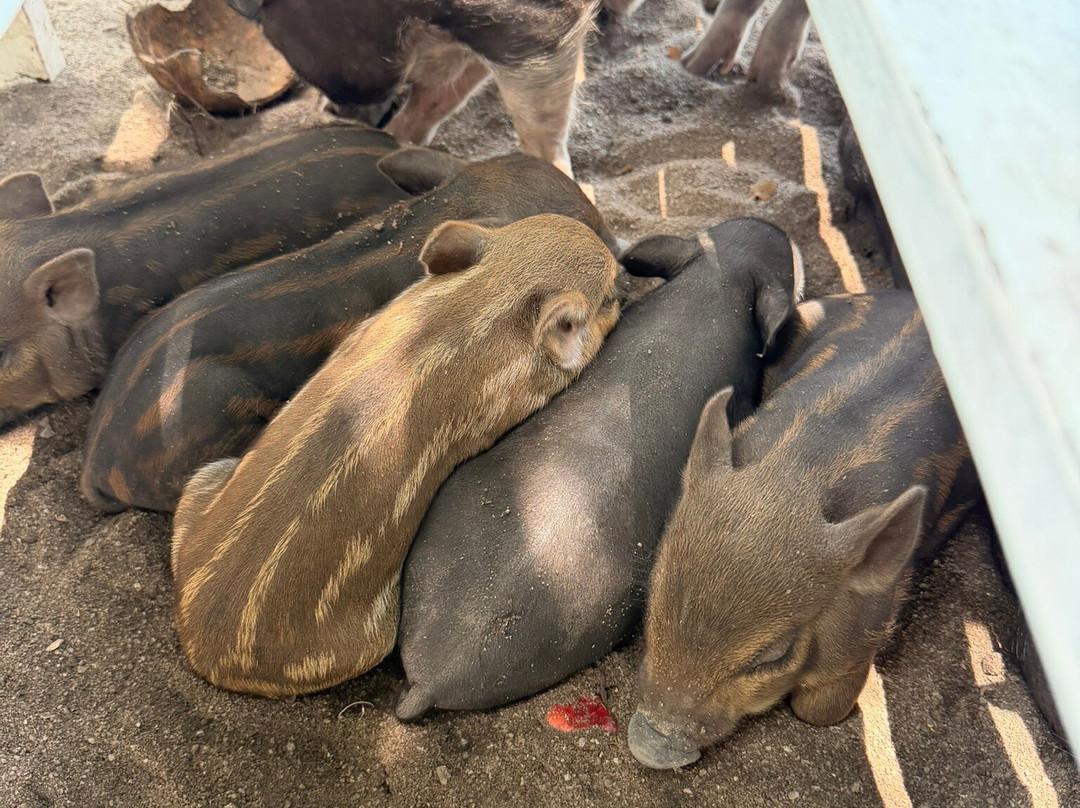 Blue Voyage Thailand - Samui-波普特必去景点