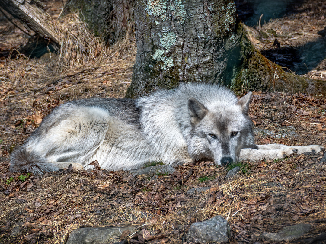 Lakota Wolf Preserve-Columbia必去景点