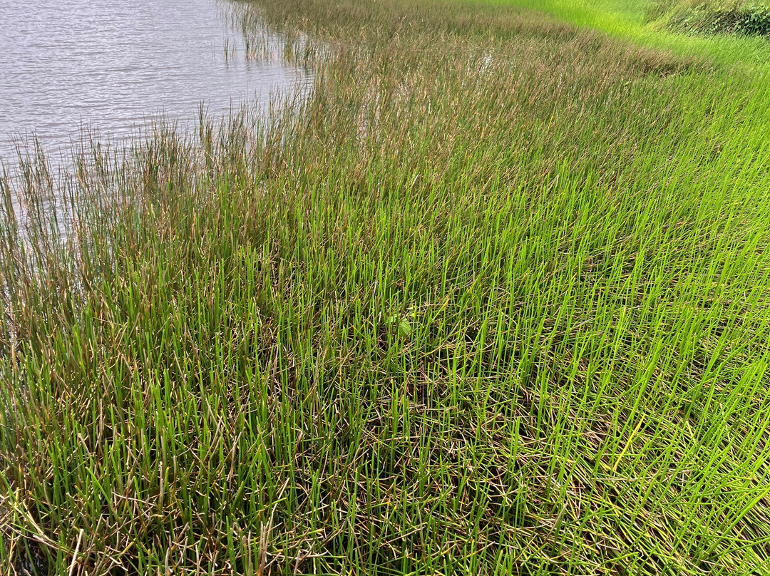 Grand Etang Lake-Grand Etang National Park必去景点