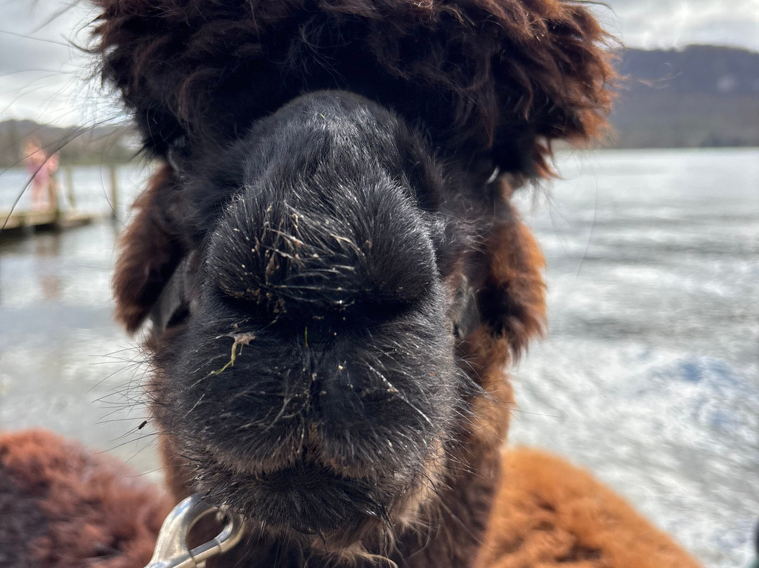 Alpacaly Ever After-Portinscale必去景点