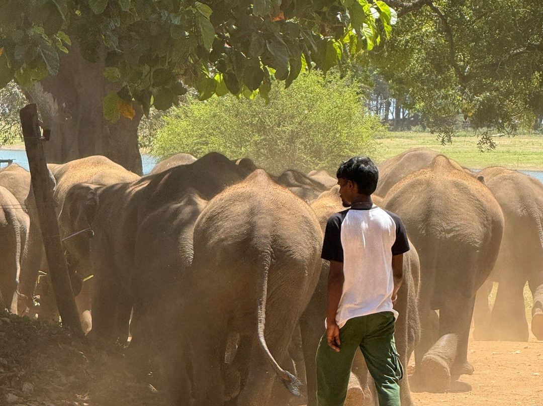Udawalawa Elephant Orphanage-乌达瓦拉瓦必去景点