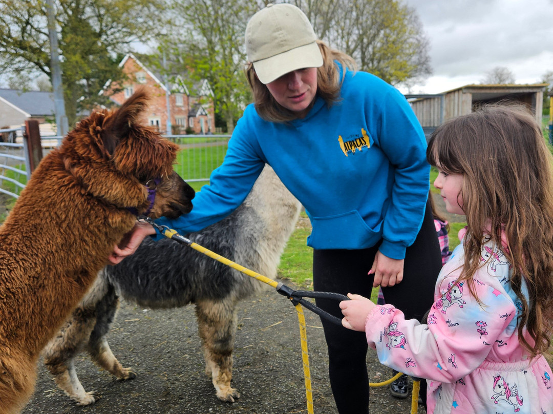 Cheshire Alpacas-Antrobus必去景点