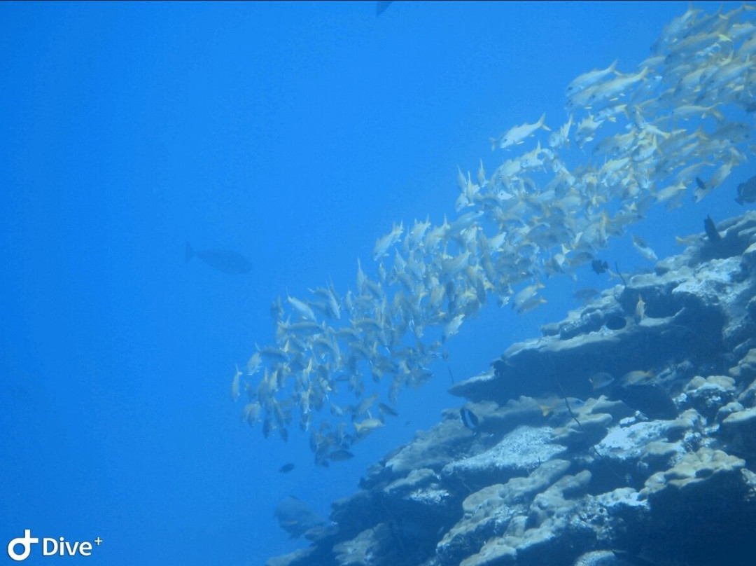 Euro-Divers Meeru-蜜月岛必去景点