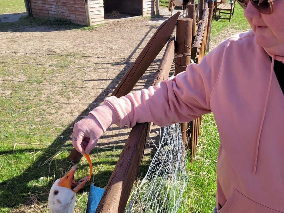 Tiny Steps Petting Farm-Bourne必去景点