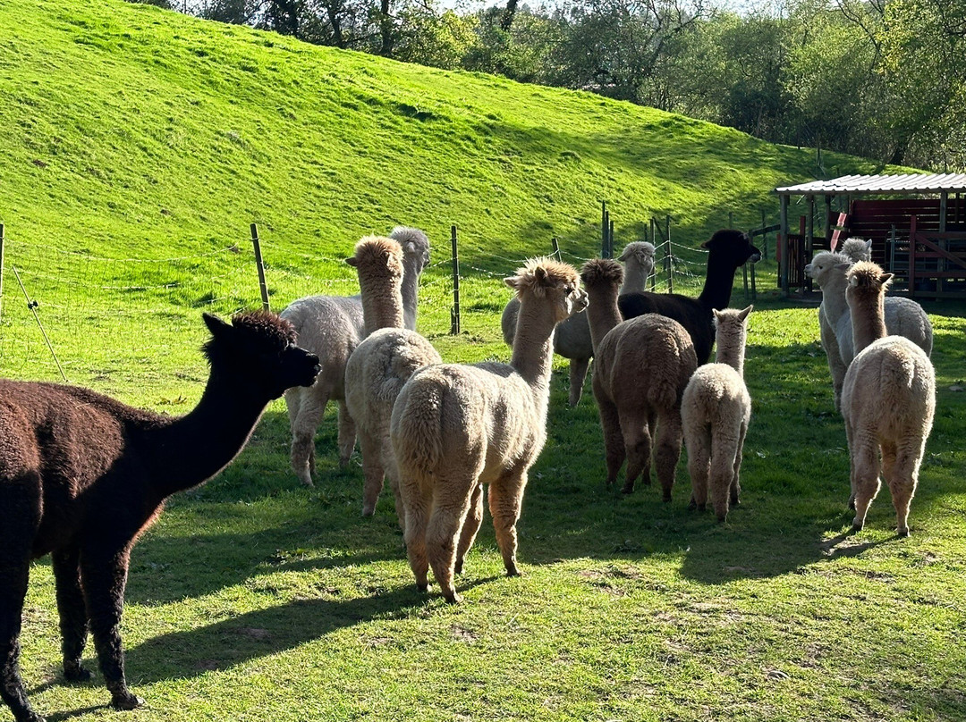 Alpacas de la Tierruca-Llanos必去景点