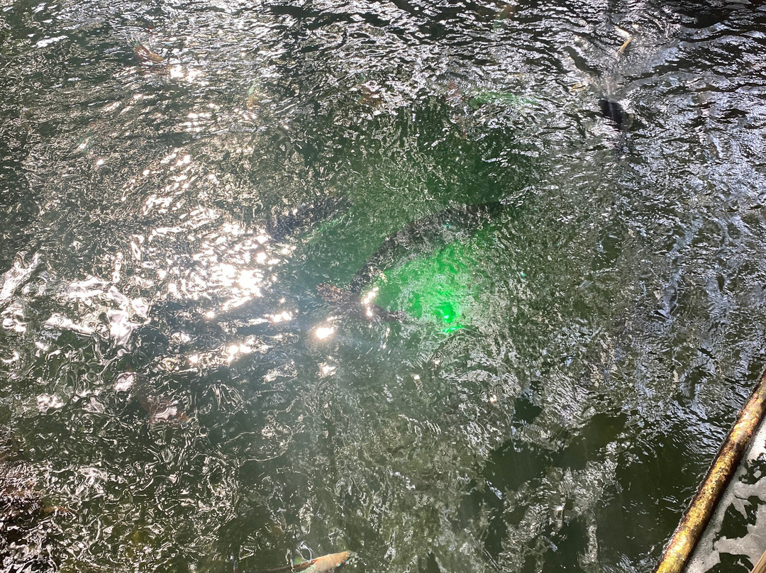 Florida Keys Aquarium Encounters-马拉松必去景点