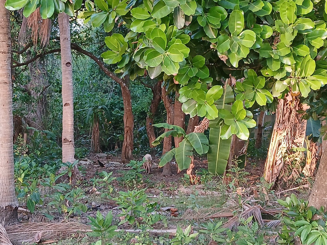 拉娜斯海滩度假村主图