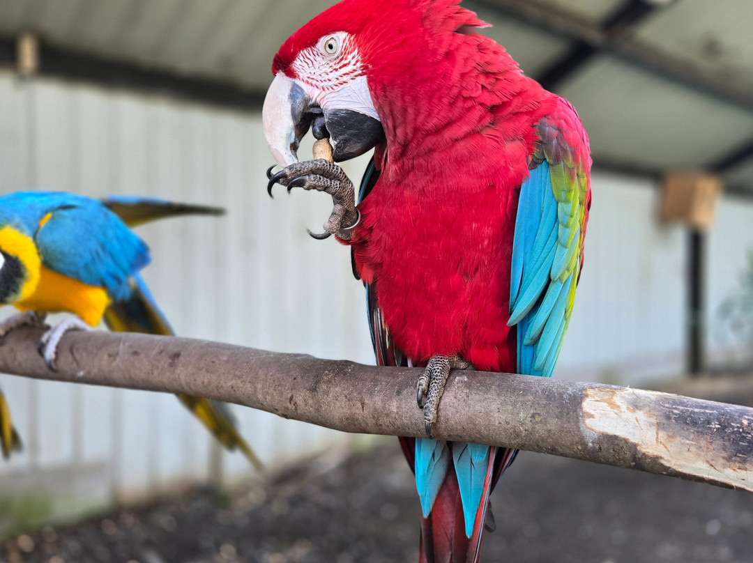 Dyrenes Verden Filskov Mini Zoo i Billund-格林斯泰兹必去景点