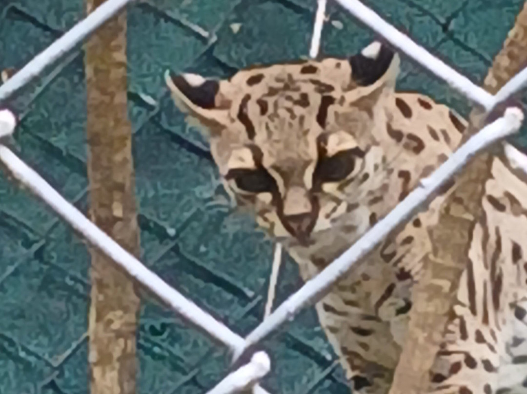 Refugio Animal De Costa Rica-圣安娜必去景点