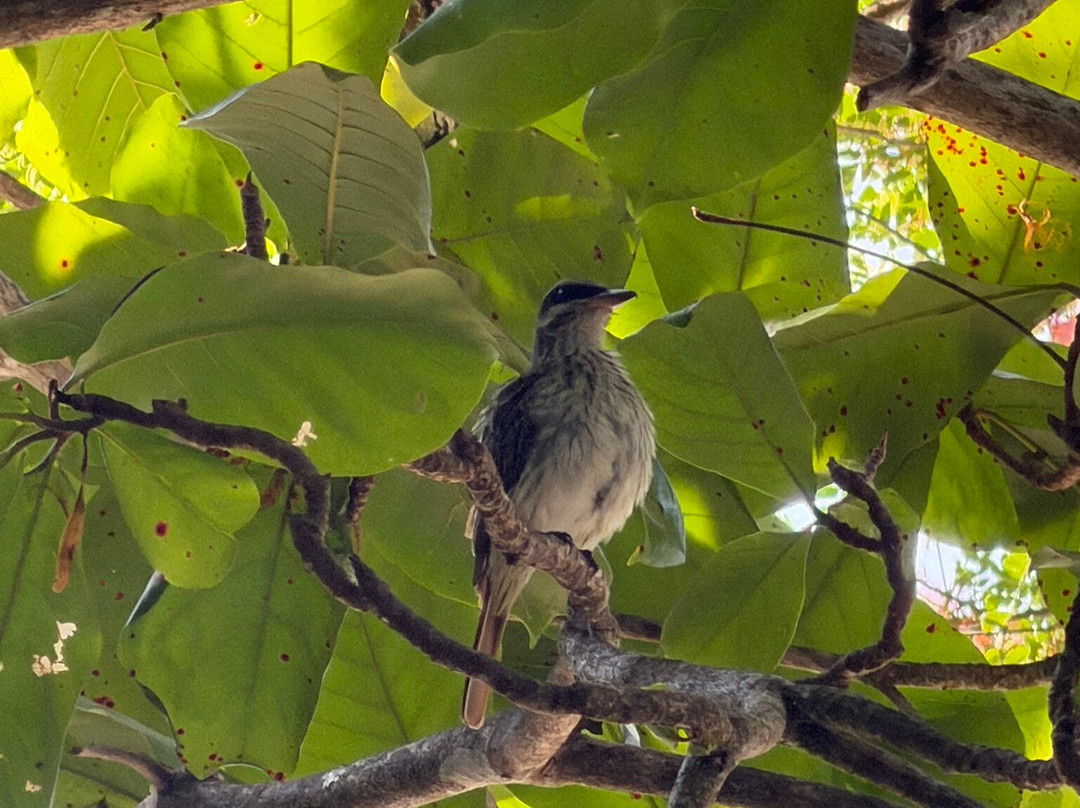 Manuel Antonio National Park-哥斯达黎加安东尼奥国家公园必去景点