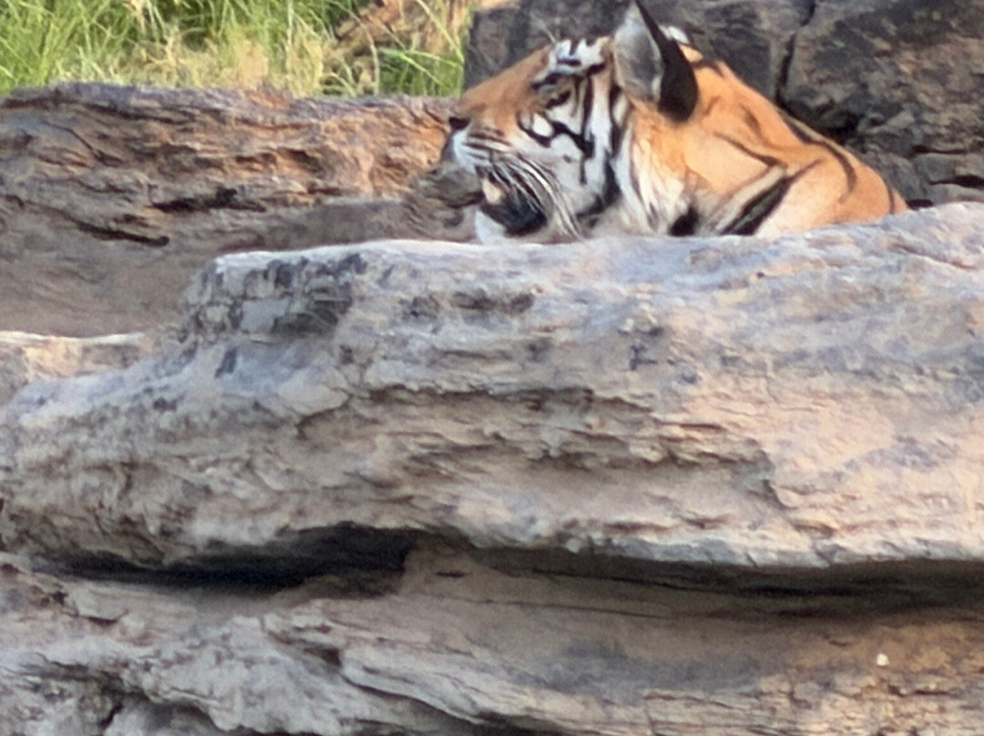 Panna National Park Safari-Madla必去景点