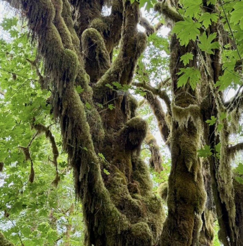 Quinault Rain Forest-奥林匹克国家公园必去景点