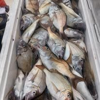 Black Rose Fishing Charters-Marshfield必去景点