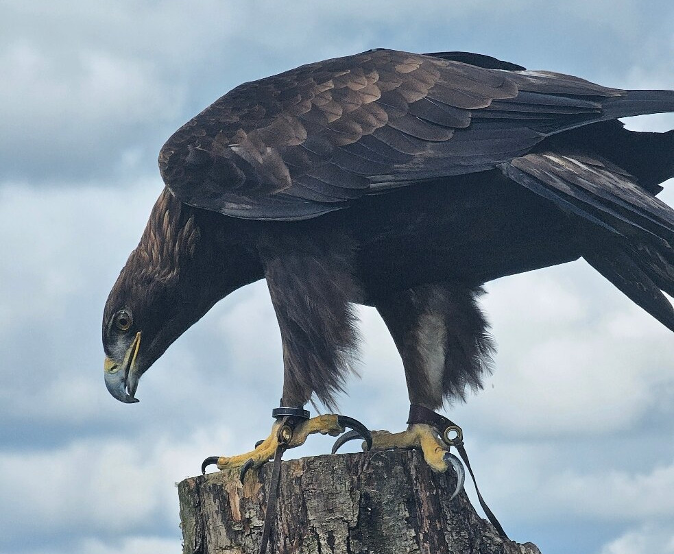 The British Bird of Prey Centre-喀麦登必去景点